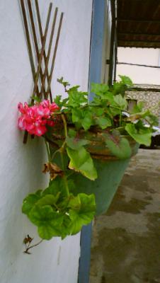 Plantas y Arboles