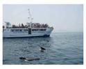 Noticias :: Alumnos del IES Almadraba realizan el avistamiento de cetáceos