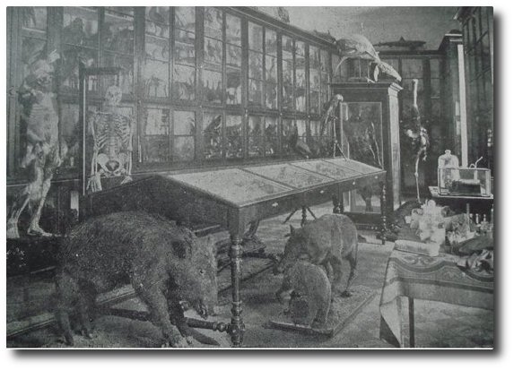 Gabinete de Historia Natural (Memorias del Instituto, 1905)